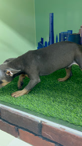 Exotic French Bull Dog Black & Tan